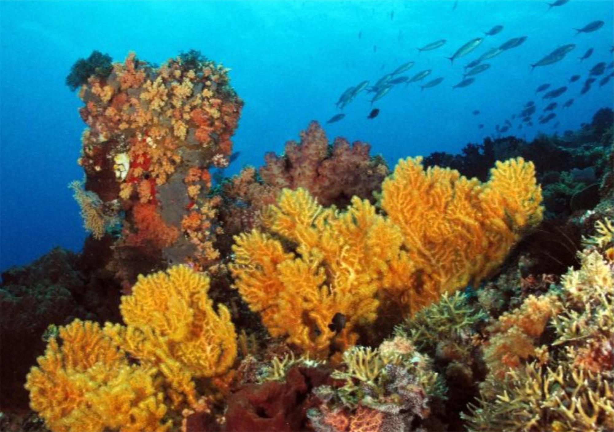 Wai Resort - Raja Ampat Pulau Birie Eksteriør billede